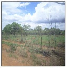 Terreno - Luziania - Desocupado — foto 2
